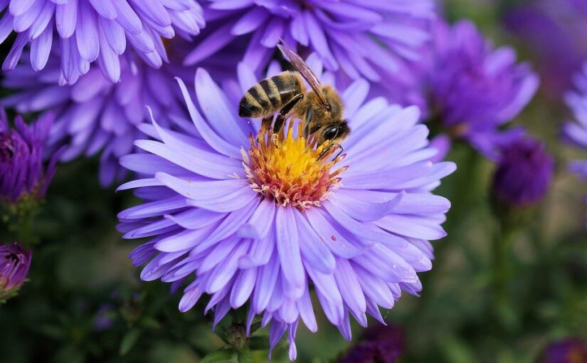Dva razpisa Ministrstva za kmetijstvo, gozdarstvo in prehrano za čebelarje in čebelarska društva